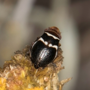 Bathyllus albicinctus at Umbagong District Park - 3 Dec 2023