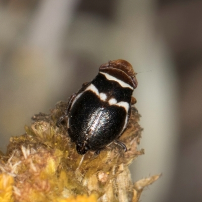 Bathyllus albicinctus (Spittlebug, Froghopper) at Umbagong District Park - 3 Dec 2023 by kasiaaus