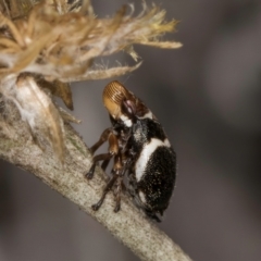 Bathyllus albicinctus at Umbagong District Park - 3 Dec 2023