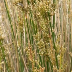 Juncus alexandri subsp. alexandri at Gibraltar Pines - 21 Jan 2023 by JaneR