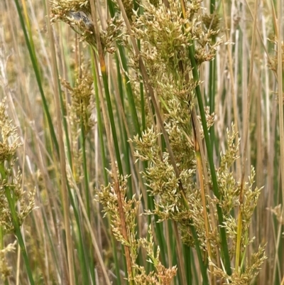 Juncus alexandri subsp. alexandri at Gibraltar Pines - 21 Jan 2023 by JaneR