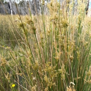 Juncus alexandri subsp. alexandri at Gibraltar Pines - 21 Jan 2023 02:58 PM