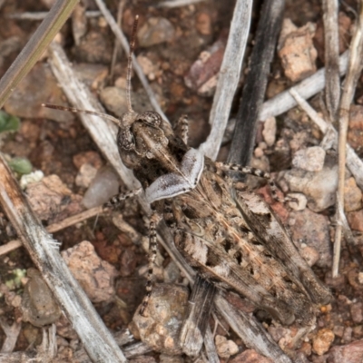 Pycnostictus sp. (genus) (A bandwing grasshopper) at Latham, ACT - 3 Dec 2023 by kasiaaus