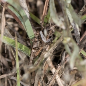 Pycnostictus sp. (genus) at Umbagong District Park - 3 Dec 2023