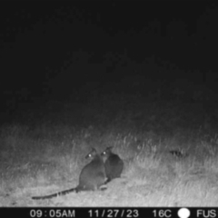Wallabia bicolor (Swamp Wallaby) at Boorowa, NSW - 27 Nov 2023 by amakeig