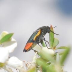 Castiarina kerremansi (A jewel beetle) at Black Mountain - 3 Dec 2023 by Harrisi