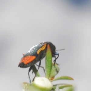 Castiarina kerremansi at Black Mountain - 3 Dec 2023