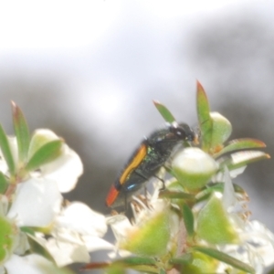 Castiarina kerremansi at Black Mountain - 3 Dec 2023