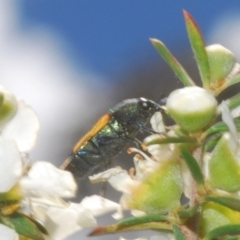 Castiarina kerremansi at Black Mountain - 3 Dec 2023