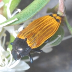 Castiarina balteata (A jewel beetle) at Black Mountain - 3 Dec 2023 by Harrisi