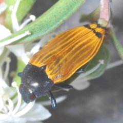 Castiarina balteata (A jewel beetle) at Acton, ACT - 3 Dec 2023 by Harrisi