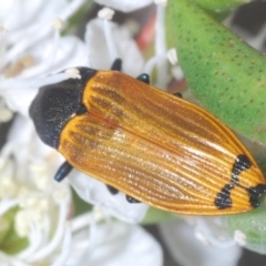 Castiarina balteata at Black Mountain - 3 Dec 2023 02:17 PM