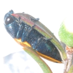 Castiarina balteata at Black Mountain - 3 Dec 2023