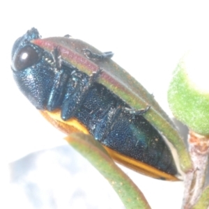 Castiarina balteata at Black Mountain - 3 Dec 2023 02:17 PM