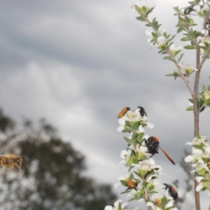 Castiarina balteata at Black Mountain - 3 Dec 2023 02:17 PM