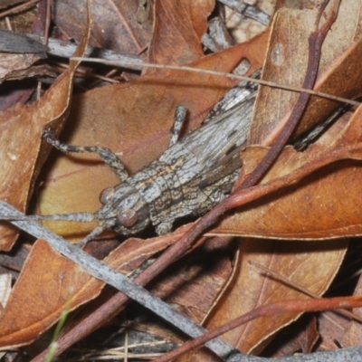 Coryphistes ruricola (Bark-mimicking Grasshopper) at Sippy Downs, QLD - 22 Nov 2023 by Harrisi