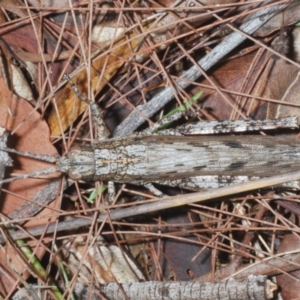 Coryphistes ruricola at Sippy Downs, QLD - 22 Nov 2023 04:03 PM