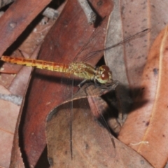 Unidentified Dragonfly (Anisoptera) at Sippy Downs, QLD - 22 Nov 2023 by Harrisi