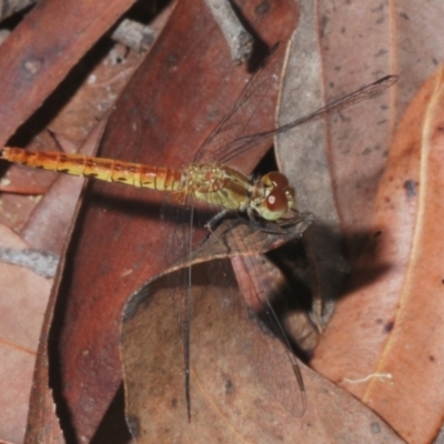 Unidentified Dragonfly (Anisoptera) at Sippy Downs, QLD - 22 Nov 2023 by Harrisi