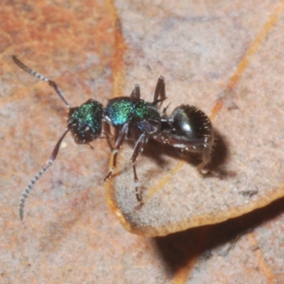 Polyrhachis hookeri (Spiny ant) at Sippy Downs, QLD - 22 Nov 2023 by Harrisi