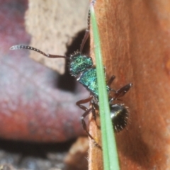 Polyrhachis hookeri at Sippy Downs, QLD - 22 Nov 2023 06:24 PM