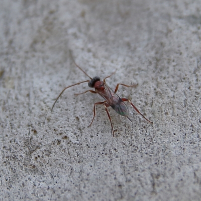 Unidentified Parasitic wasp (numerous families) at Higgins, ACT - 3 Dec 2023 by Trevor