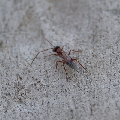 Unverified Parasitic wasp (numerous families) at Higgins Woodland - 3 Dec 2023 by MichaelWenke