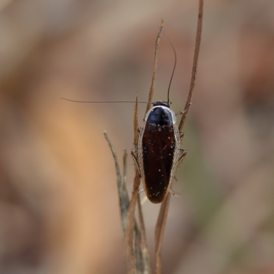 Johnrehnia concisa (A native cockroach) at Higgins Woodland - 3 Dec 2023 by MichaelWenke