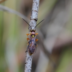 Unidentified Wasp (Hymenoptera, Apocrita) at Higgins, ACT - 3 Dec 2023 by Trevor