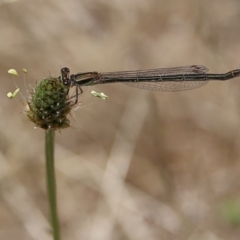 Ischnura aurora (Aurora Bluetail) at Higgins Woodland - 3 Dec 2023 by MichaelWenke