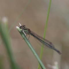 Ischnura aurora at Higgins Woodland - 3 Dec 2023