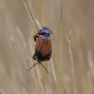 Phyllotocus navicularis at Higgins Woodland - 3 Dec 2023