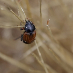 Phyllotocus navicularis at Higgins Woodland - 3 Dec 2023 01:08 PM