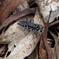 Turneromyia sp. (genus) (Zebra spider wasp) at Higgins Woodland - 3 Dec 2023 by MichaelWenke