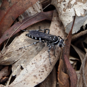 Turneromyia sp. (genus) at Higgins Woodland - 3 Dec 2023 01:20 PM