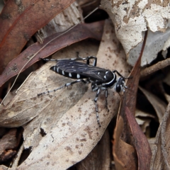 Turneromyia sp. (genus) (Zebra spider wasp) at Higgins Woodland - 3 Dec 2023 by Trevor