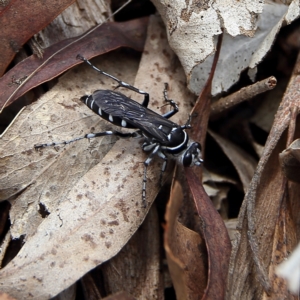 Turneromyia sp. (genus) at Higgins Woodland - 3 Dec 2023 01:20 PM