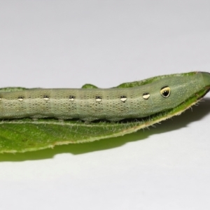 Hippotion celerio at Wellington Point, QLD - suppressed