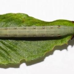 Hippotion celerio at Wellington Point, QLD - suppressed