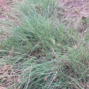 Eragrostis curvula at Mount Majura - 3 Dec 2023