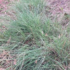 Eragrostis curvula (African Lovegrass) at Mount Majura - 3 Dec 2023 by waltraud