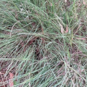Eragrostis curvula at Mount Majura - 3 Dec 2023