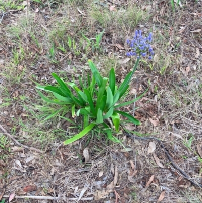 Agapanthus praecox subsp. orientalis (Agapanthus) at Mount Majura - 3 Dec 2023 by waltraud