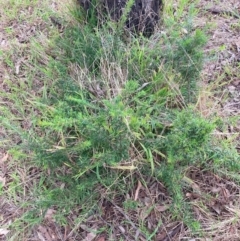 Grevillea sp. (Grevillea) at Mount Majura - 3 Dec 2023 by waltraud