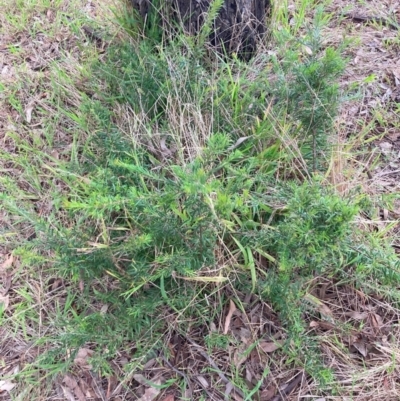 Grevillea sp. (Grevillea) at Hackett, ACT - 3 Dec 2023 by waltraud