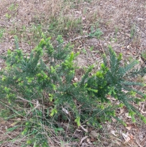 Grevillea sp. at Mount Majura - 3 Dec 2023 06:22 PM