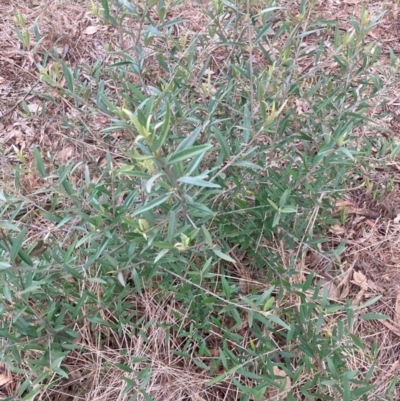 Olea europaea subsp. cuspidata (African Olive) at Hackett, ACT - 3 Dec 2023 by waltraud