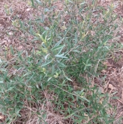 Olea europaea subsp. cuspidata (African Olive) at Mount Majura - 3 Dec 2023 by waltraud