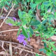 Medicago sativa (Lucerne, Alfalfa) at Hackett, ACT - 3 Dec 2023 by waltraud