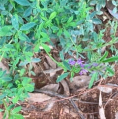 Medicago sativa at Hackett, ACT - 3 Dec 2023 06:32 PM